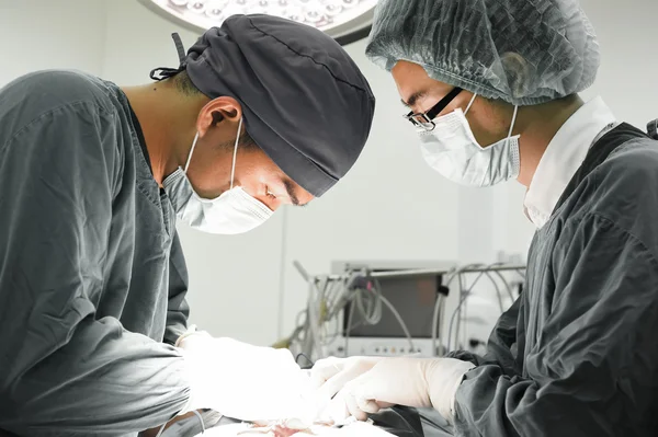 Dva veterinární lékaři na operačním sále — Stock fotografie