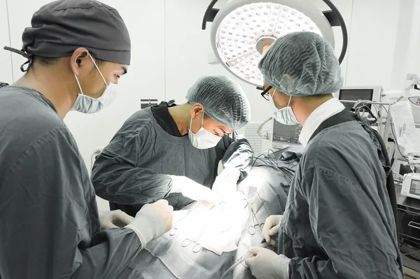 Group of veterinarian surgery in operation room — Stock Photo, Image