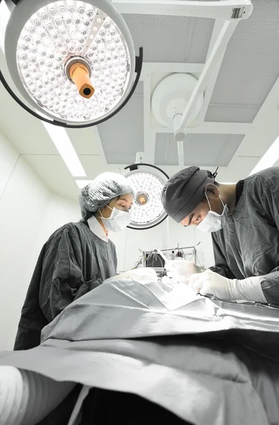 Dos veterinarios en quirófano — Foto de Stock