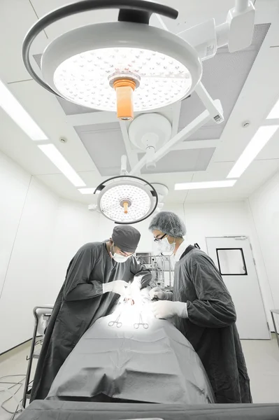 Dois cirurgiões veterinários na sala de operações — Fotografia de Stock