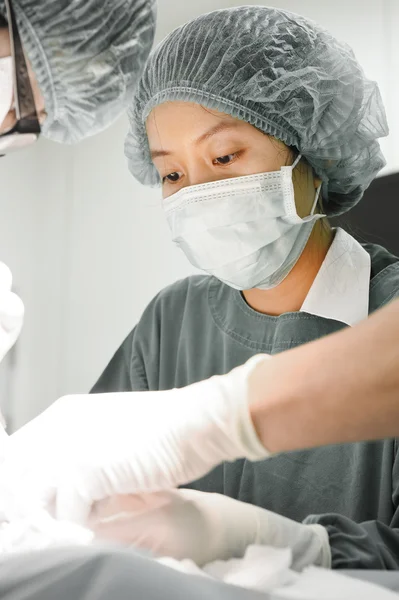 Veterinarian surgery in operation room — Stock Photo, Image