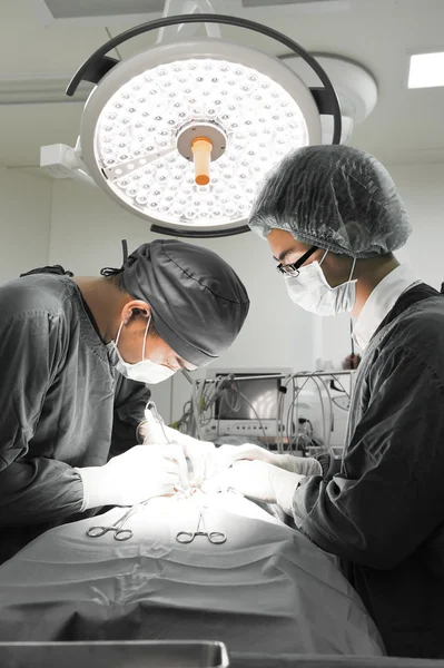 Deux vétérinaires en salle d'opération — Photo