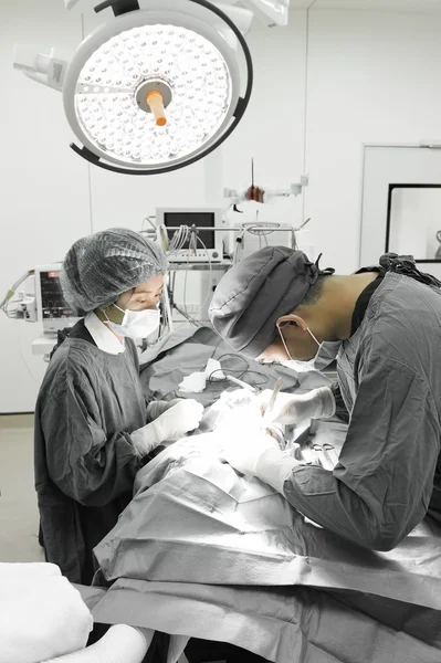 Doi chirurgi veterinari în sala de operație — Fotografie, imagine de stoc