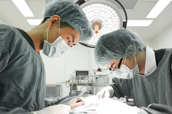 Dua dokter hewan ahli bedah di ruang operasi — Stok Foto