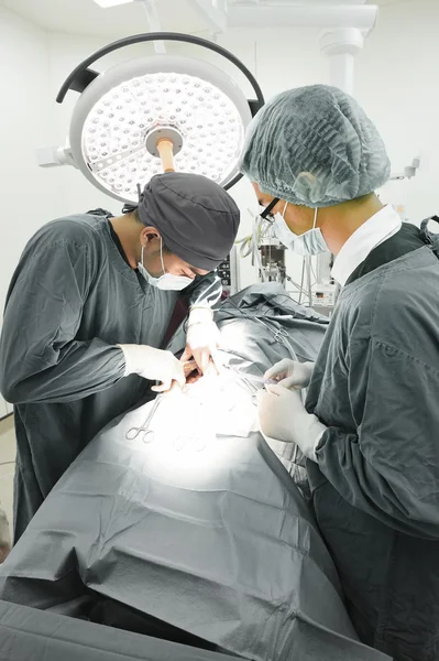 Dois cirurgiões veterinários na sala de operações — Fotografia de Stock