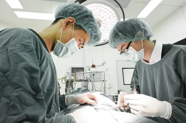 Two veterinarian surgeons in operating room — Stock Photo, Image