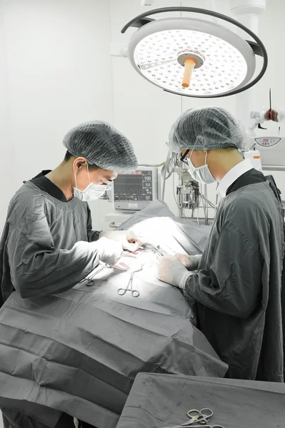 Two veterinarian surgeons in operating room — Stock Photo, Image