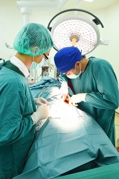 Two veterinarian surgeons in operating room — Stock Photo, Image