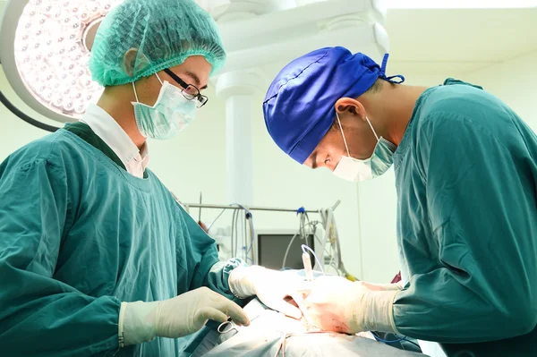 Dois cirurgiões veterinários na sala de operações — Fotografia de Stock