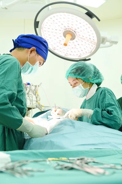 Two veterinarian surgeons in operating room — Stock Photo, Image