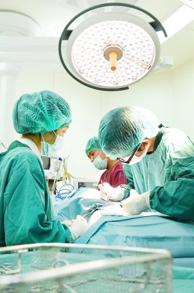 Grupo de cirurgia veterinária na sala de operação — Fotografia de Stock