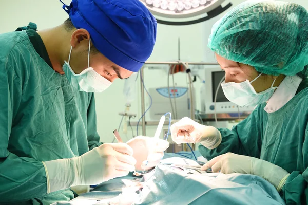 Dos veterinarios en quirófano —  Fotos de Stock