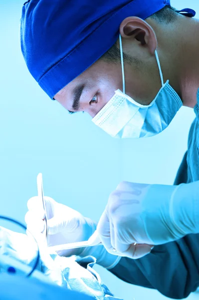 Veterinarian surgery in operation room — Stock Photo, Image