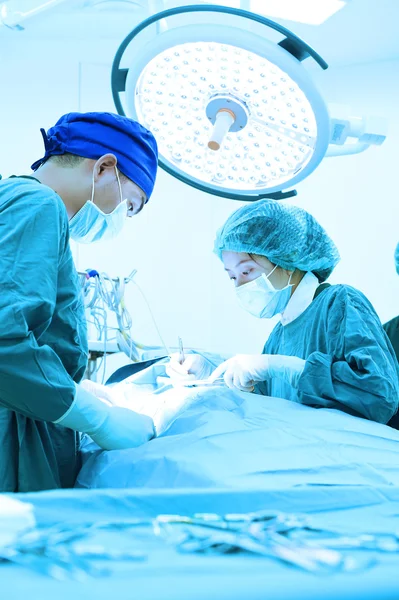 Dois cirurgiões veterinários na sala de operações — Fotografia de Stock