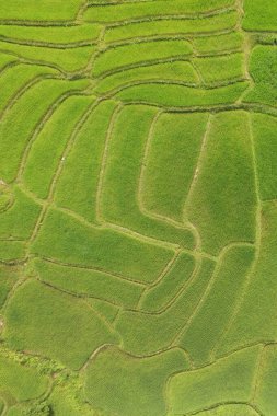Tayland 'daki güzel pirinç tarlaları.. 