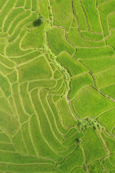 Hermoso Paisaje Campos Arroz Tailandia — Foto de Stock