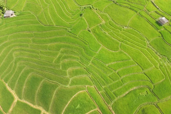 Hermoso Paisaje Campos Arroz Tailandia — Foto de Stock