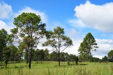 Ormandaki büyük ağacın manzarası
