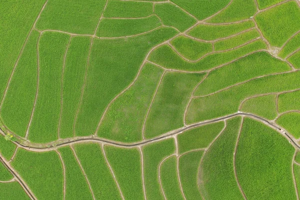 Die Schöne Landschaft Der Reisfelder Thailand — Stockfoto