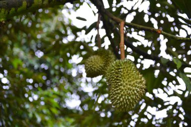 Yakından, Durian bahçesindeki ağaçta duran Durian meyvesi.