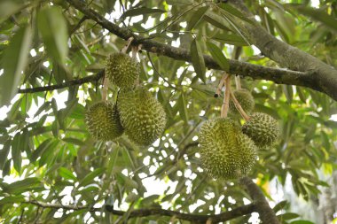 Yakından, Durian bahçesindeki ağaçta duran Durian meyvesi.