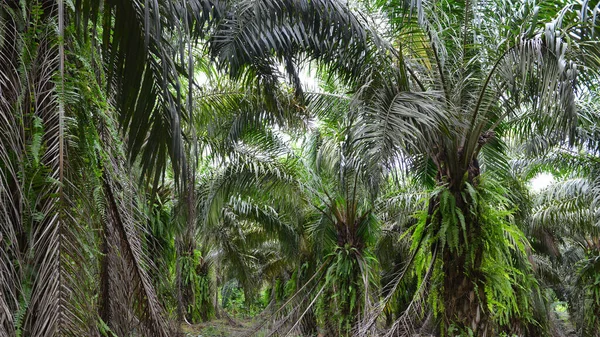 Ekinlikte Bir Sıra Yağ Palmiyesi — Stok fotoğraf