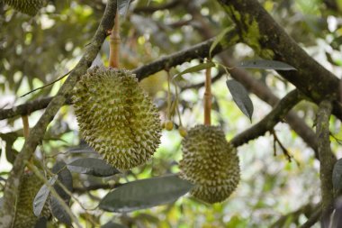 Yakından, Durian bahçesindeki ağaçta duran Durian meyvesi.