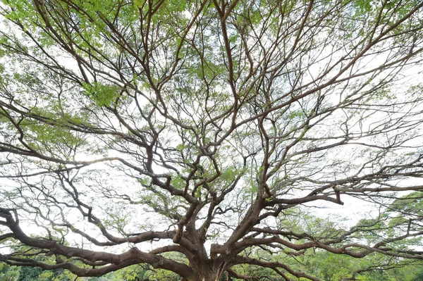 Ormandaki büyük ağacın manzarası