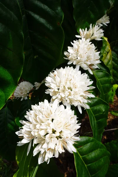 Kaffeebaumblüte Mit Weißer Farbe Blume Nahaufnahme Stockbild