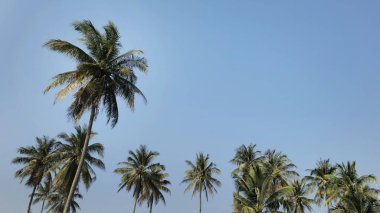 Mavi gökyüzü ile Hindistan cevizi ağacı 