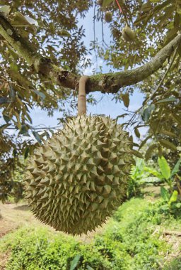 Yakından, Durian bahçesindeki ağaçta duran Durian meyvesi.
