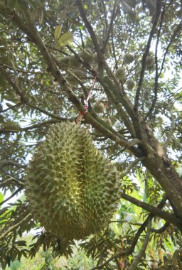 Yakından, Durian bahçesindeki ağaçta duran Durian meyvesi.