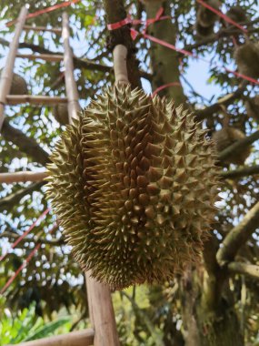 Yakından, Durian bahçesindeki ağaçta duran Durian meyvesi.