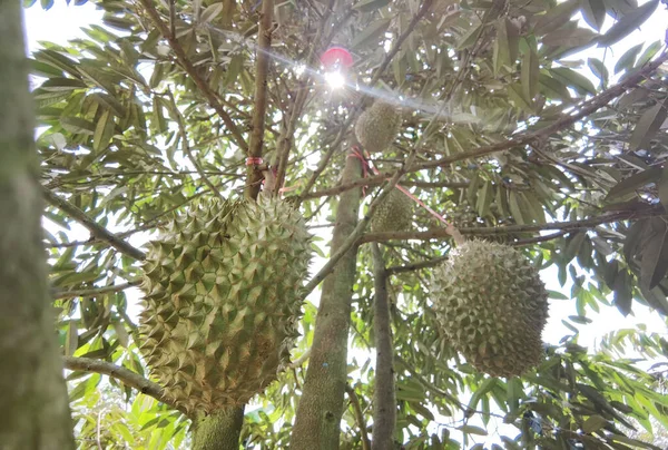 Κοντινό Πλάνο Durian Φρούτα Στο Δέντρο Στον Κήπο Durian — Φωτογραφία Αρχείου