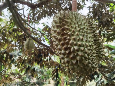 Yakından, Durian bahçesindeki ağaçta duran Durian meyvesi.