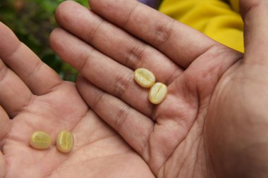 Elinizdeki taze kahve çekirdeklerini kapatın. 