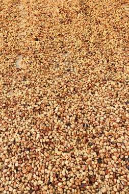  Arka plan için kahve çekirdeklerini kapatın.                                                               