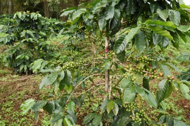 Köküne yeşil kahve.