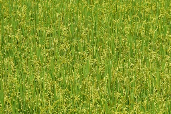 Zbliżenie Dojrzewającego Ryżu Polu Ryżowym — Zdjęcie stockowe