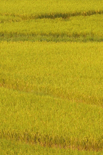 Nahaufnahme Von Reifendem Reis Einem Reisfeld — Stockfoto