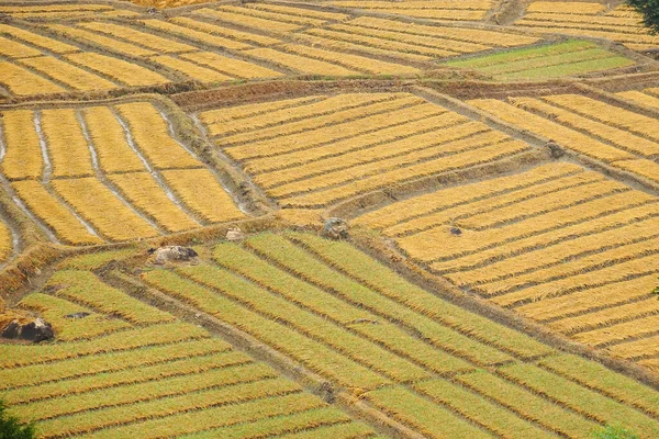 Красивый Ландшафт Рисовых Полей Таиланде — стоковое фото