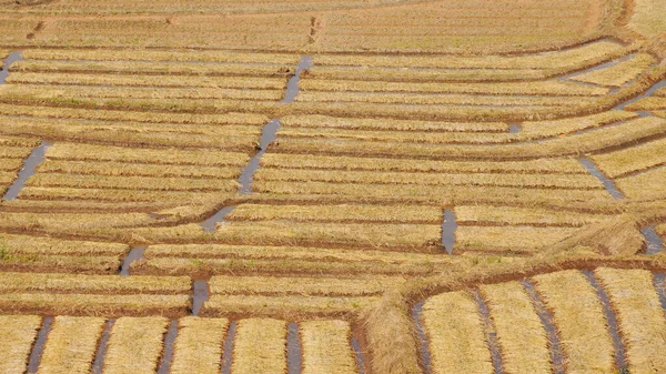 Beautiful Landscape Rice Fields Thailand — Stock Photo, Image