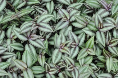 Arka plan için bitkiler