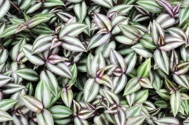 Arka plan için bitkiler