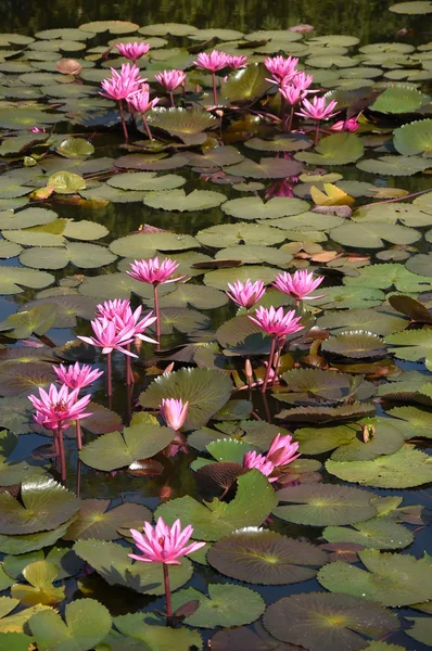 Красивый розовый лотос в пруду — стоковое фото