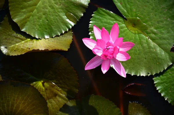 Krásný růžový lotos v rybníku — Stock fotografie