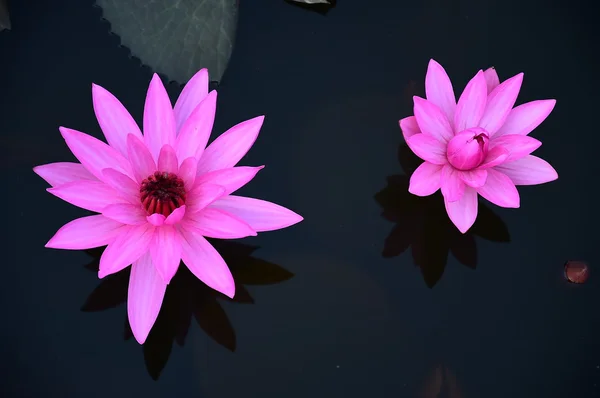 Schöne Lotusblume auf schwarzem Hintergrund — Stockfoto