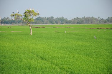 Pirinç tarlaları ile büyük ağaç