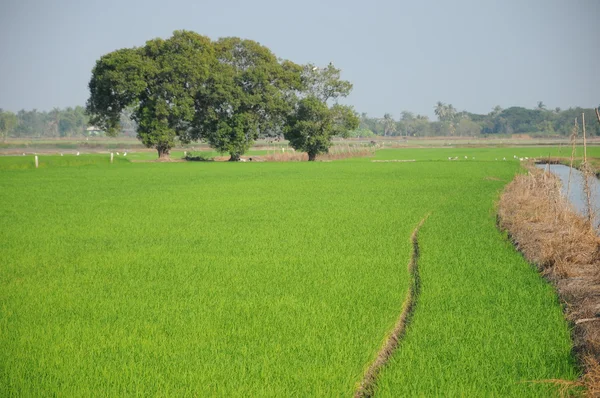 Campos de arroz con gran árbol —  Fotos de Stock