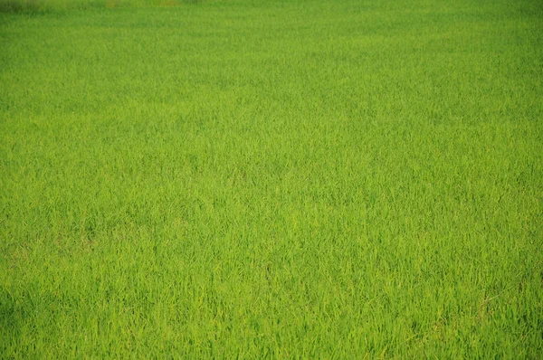 Campos de arroz —  Fotos de Stock